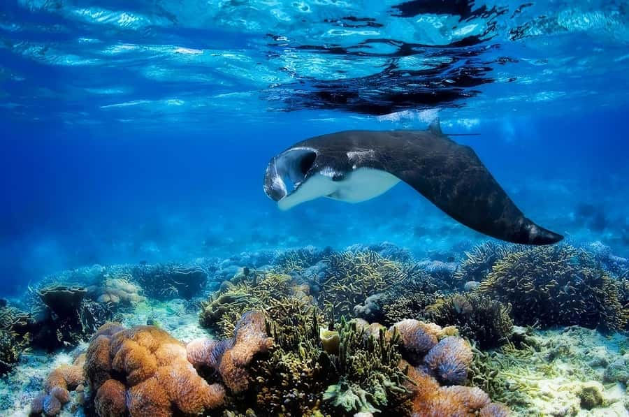 From Labuan Bajo: Komodo Island Day Tour with Snorkeling - Komodo Island and a ranger-led dragon walk