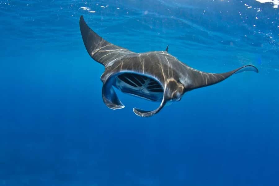 From Lembongan: Manta Point Snorkeling & West Penida Tour - Key points at a glance