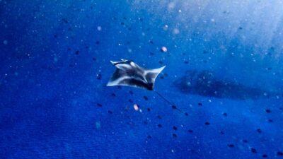 From Lembongan: Manta Point Snorkeling & West Penida Tour