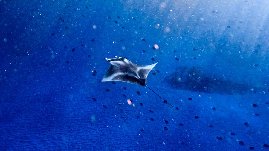 From Lembongan: Manta Point Snorkeling & West Penida Tour - Three snorkeling stops with different moods