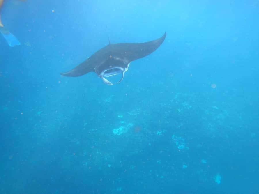 From Lembongan: Nusa Penida Private Snorkeling & West Tour - Final call: book it for range, not guarantees