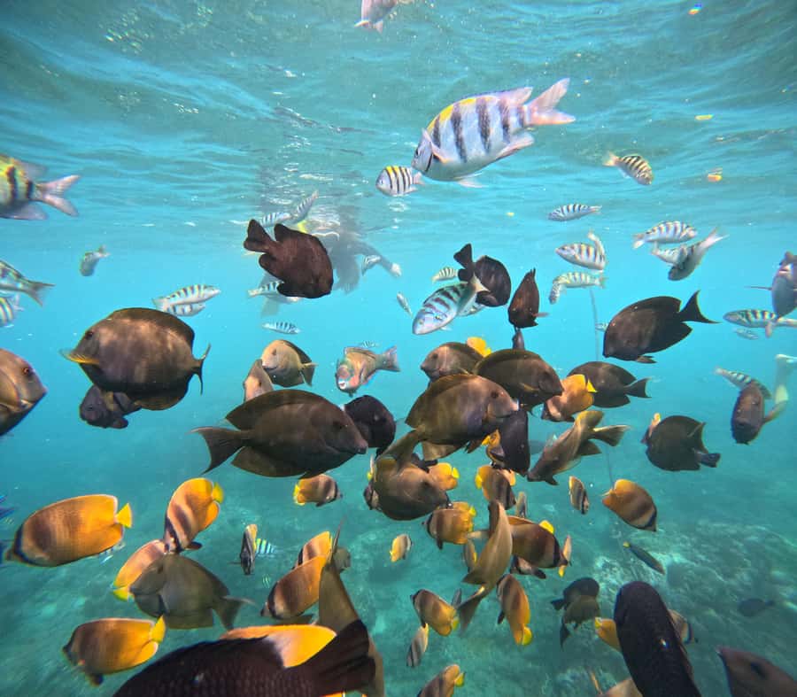 From Lembongan: Nusa Penida Private Snorkeling & West Tour - Lunch and the rough road across Penida