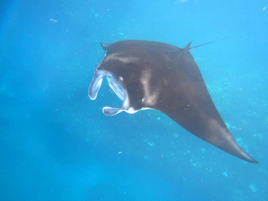 From Lembongan: Nusa Penida Private Snorkeling & West Tour - Kelingking Beach, the famous T-Rex view