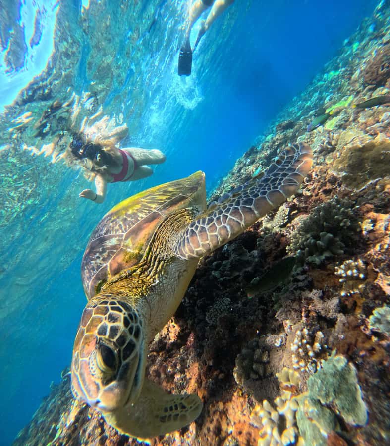 From Lembongan: Nusa Penida Private Snorkeling & West Tour - Is $106 a good value?