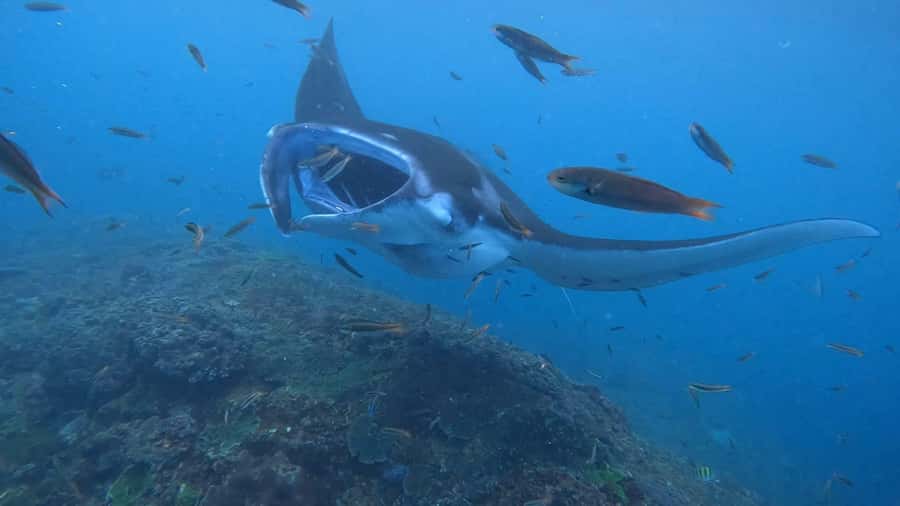 From Lembongan: Nusa Penida Private Snorkeling & West Tour - What the underwater part really includes