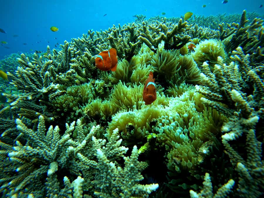 From Lembongan: Nusa Penida Snorkeling Day Trip - Is the $21 price good value?