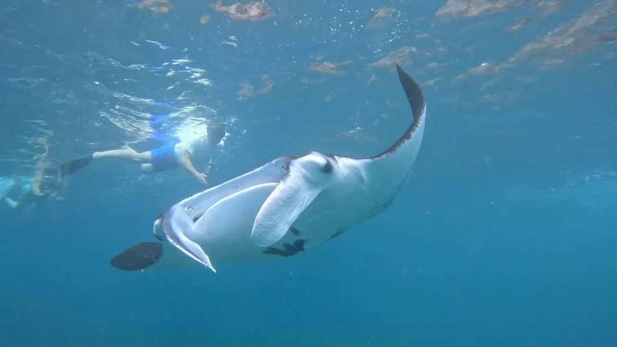 From Lembongan: Snorkeling 3 Spots, Mangrove and Land Tour - What the guides add to the day