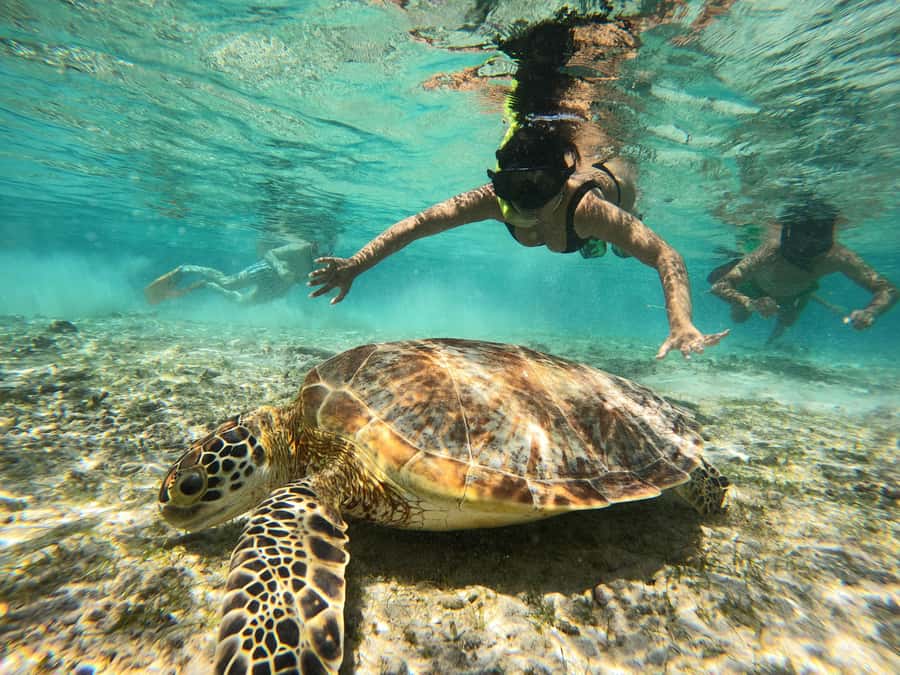 From Lombok: Gili Islands Snorkeling Day Trip - Key points at a glance