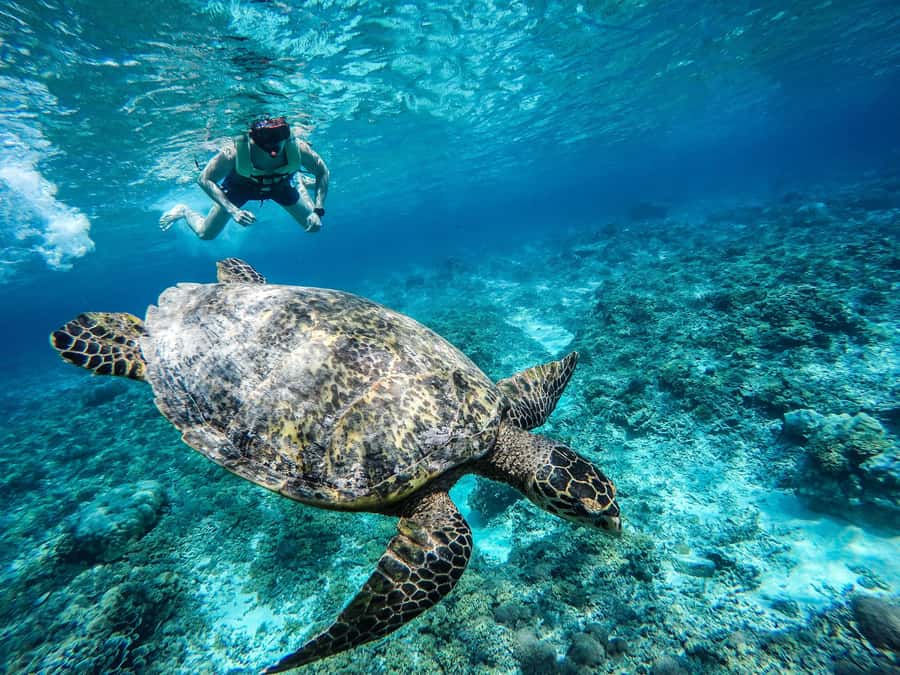 From Lombok: Gili Islands Snorkeling Day Trip - Why this three-island trip works