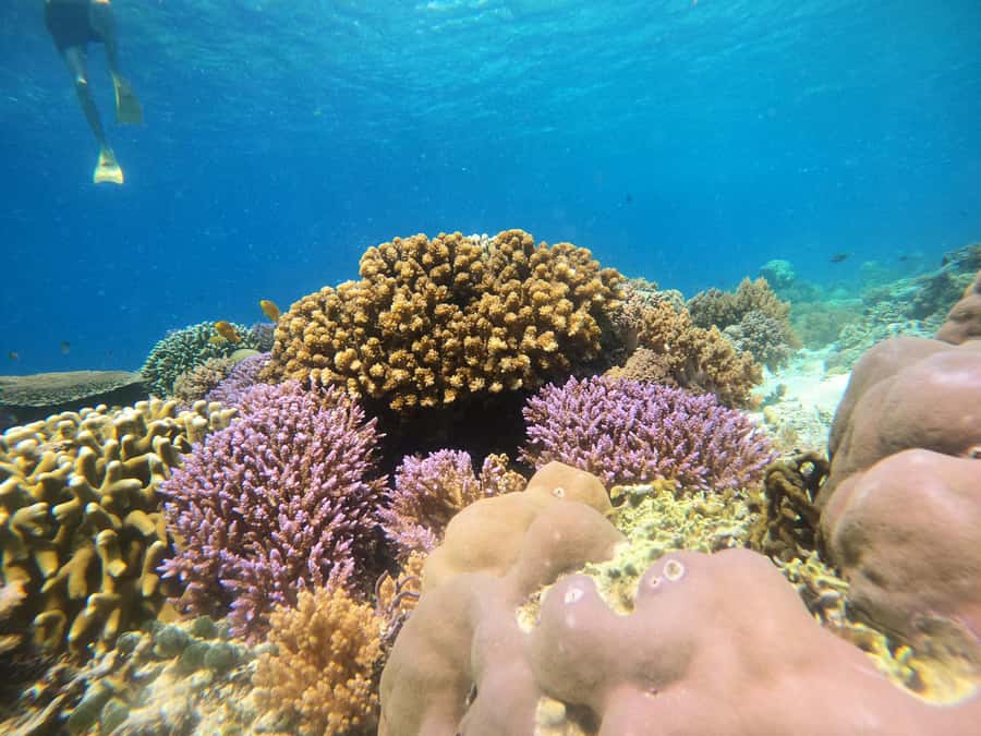 From Lombok: Gili Islands Snorkeling Day Trip - Gili Air: fish, turtles, and the final swim