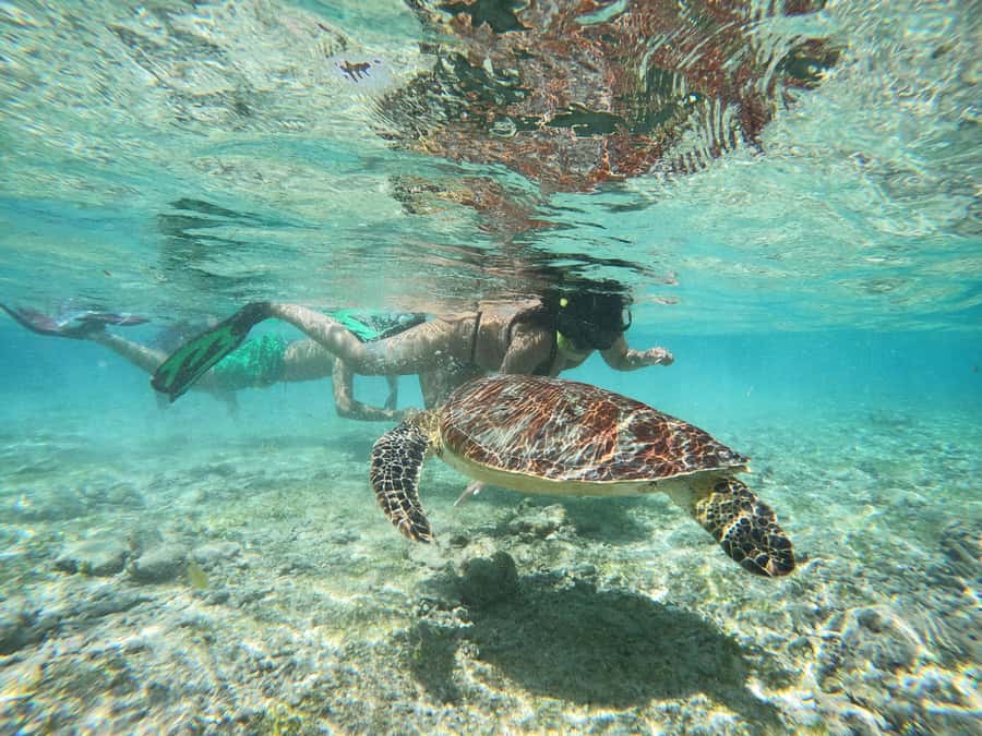 From Lombok: Gili Islands Snorkeling Day Trip - What to pack for a better day