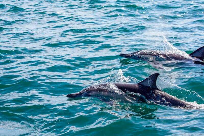 From Loreto: Coronado Island Snorkel - How the guides shape the day