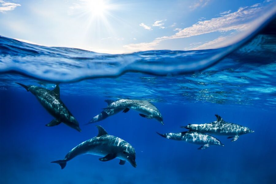 From Ma'alaea: Turtle Town Snorkel aboard Quicksilver - FAQ