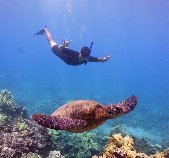 From Ma'alaea: Turtle Town Snorkel aboard Quicksilver - Turtle Town, Coral Gardens, and the reef