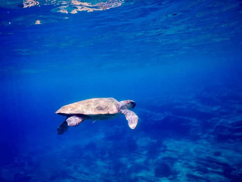 From Milopotas: Ios Island Scenic Snorkeling Cruise - Kolitsani, Pikri Nero, and the secluded bays