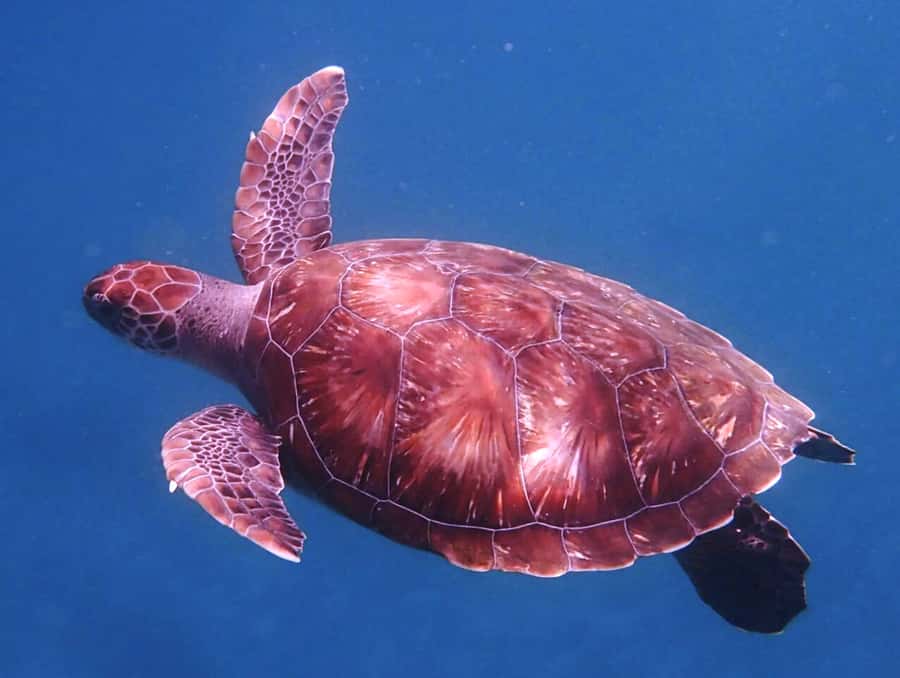 From Mindelo: São Vicente's Enchanting Sea Turtle Snorkeling - Key points to know before booking