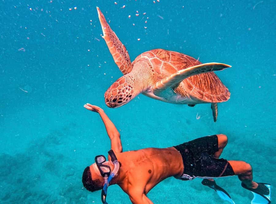 From Mindelo: São Vicente's Enchanting Sea Turtle Snorkeling - Meeting the turtles in São Pedro