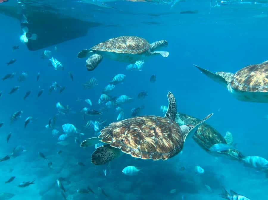 From Mindelo: São Vicente's Enchanting Sea Turtle Snorkeling - What the guides add to the experience