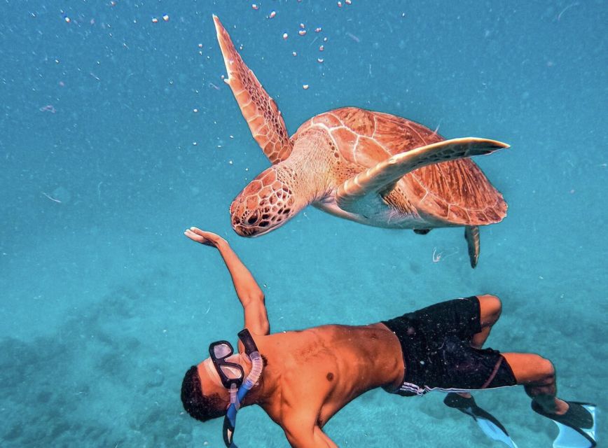 From Mindelo: São Vicente's Enchanting Sea Turtle Snorkeling - A realistic look at the 90-minute schedule