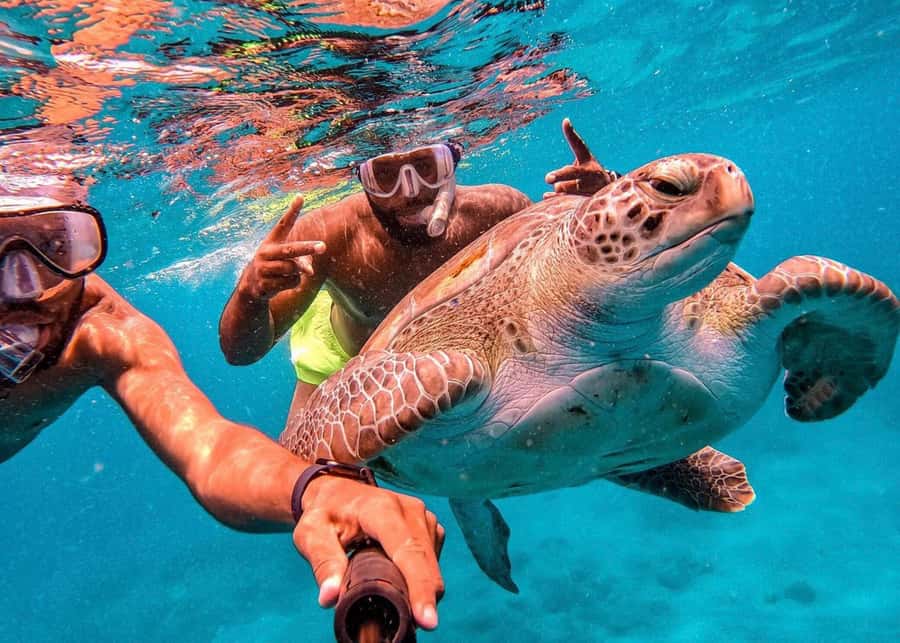 From Mindelo: São Vicente's Enchanting Sea Turtle Snorkeling - The short boat ride and the turtle area