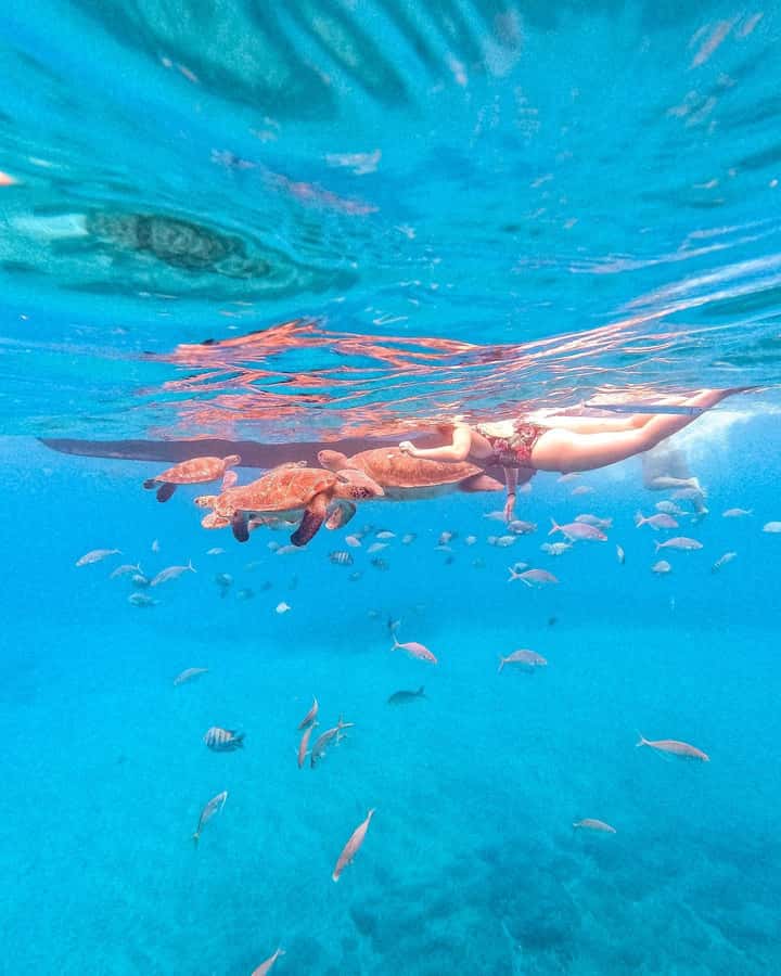 From Mindelo: Snorkel and Swim with Sea Turtles - Key points at a glance