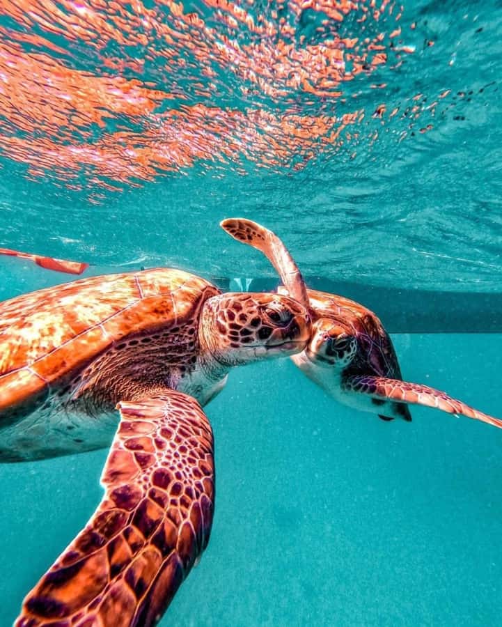From Mindelo: Snorkel and Swim with Sea Turtles - Booking, cancellation, and practical details