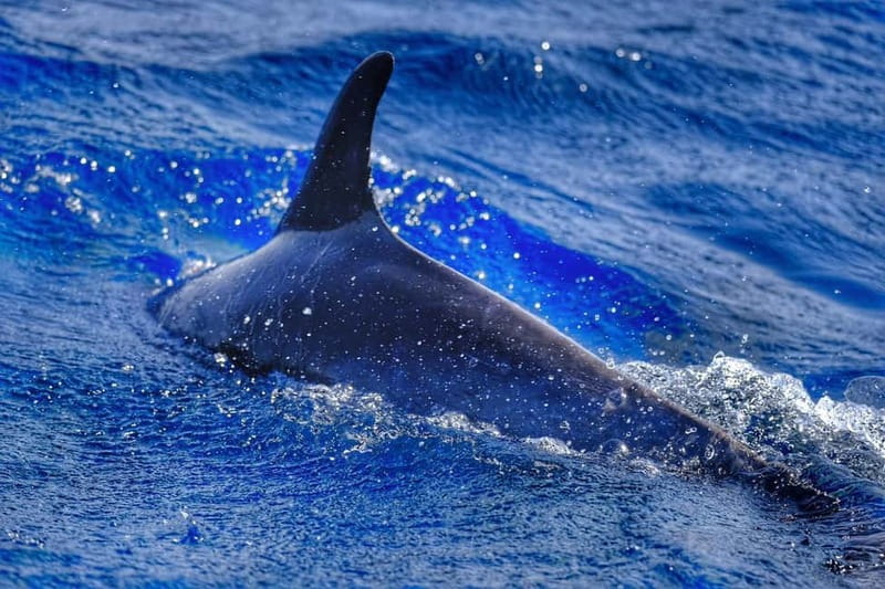 From Morro Jable: Dolphin and Whale Watching and Snorkelling - Key points to know before you book
