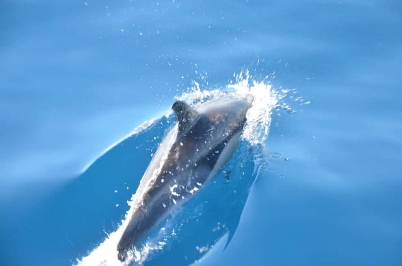 From Morro Jable: Dolphin and Whale Watching and Snorkelling - Speeding out of Morro Jable