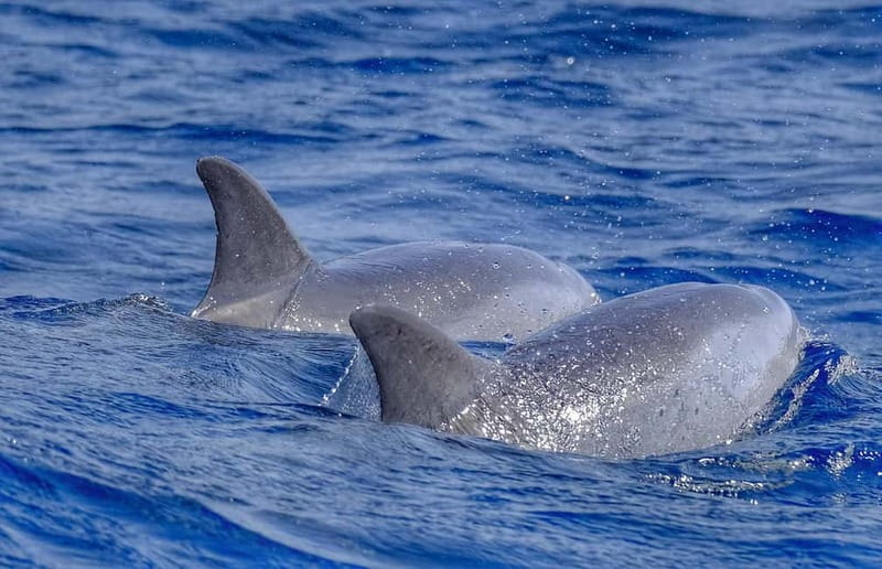 From Morro Jable: Dolphin and Whale Watching and Snorkelling - Searching the Atlantic for dolphins and whales