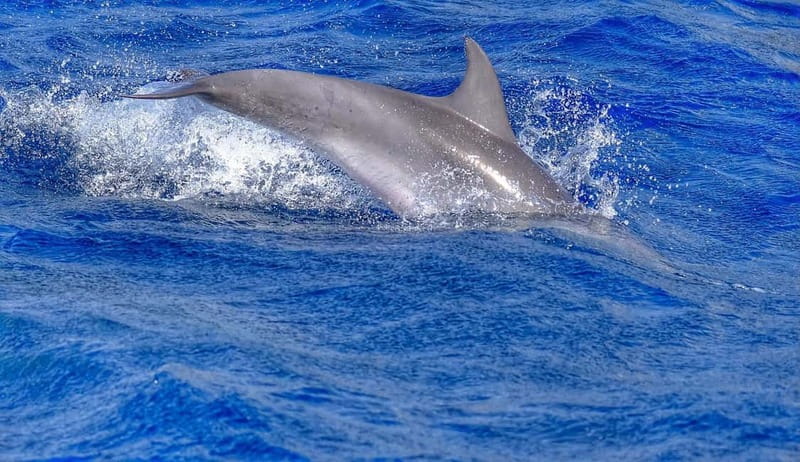 From Morro Jable: Dolphin and Whale Watching and Snorkelling - What the guide adds to the experience