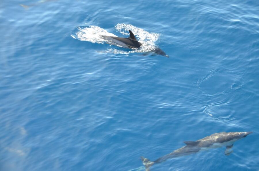 From Morro Jable: Dolphin and Whale Watching and Snorkelling - A cold drink and the return to port