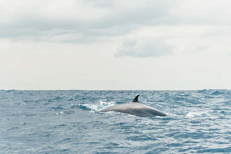 From Morro Jable: Dolphin and Whale Watching and Snorkelling - Is $61 a fair price?
