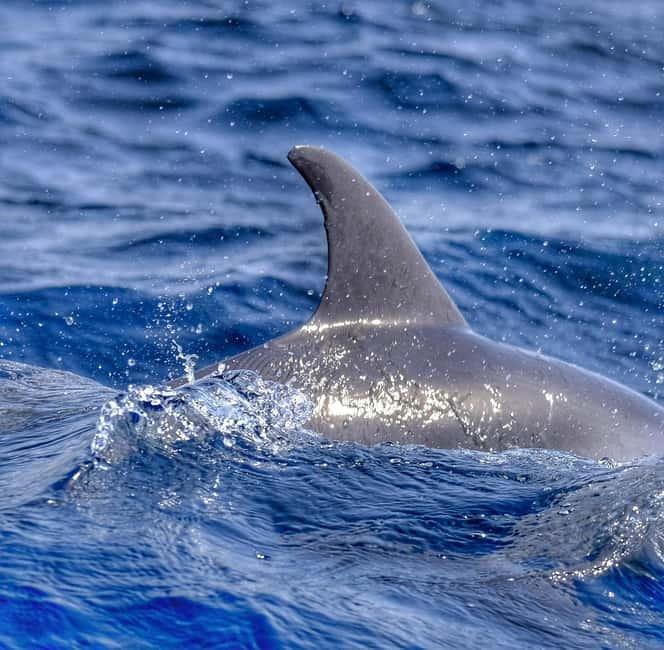 From Morro Jable: Dolphin and Whale Watching and Snorkelling - Who should book this Morro Jable boat trip?
