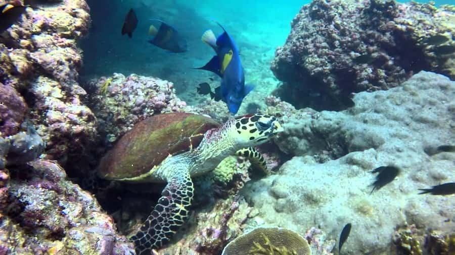 From Muscat: Dimaniyat Islands Snorkeling Tour - The first snorkeling stop is the wildlife highlight