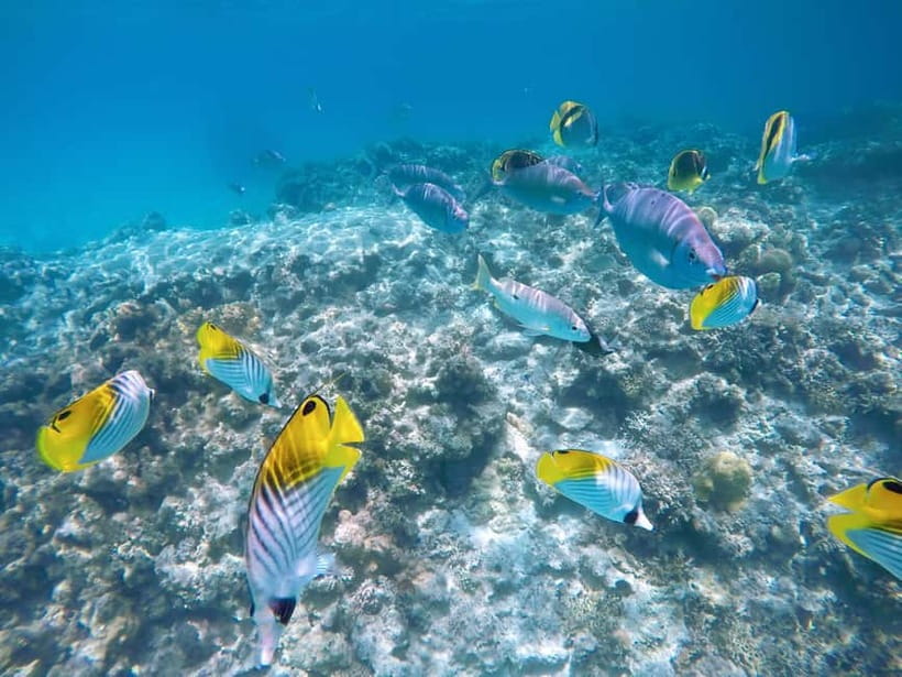 From Naha: Tokashiki Island Day Trip - A straightforward island day from Naha