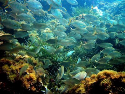 From Nice: French Riviera Swimming and Snorkeling Cruise