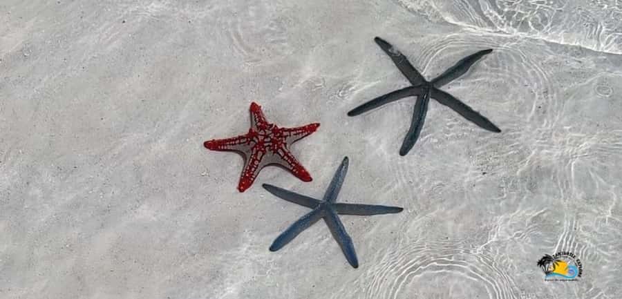 From Nungwi: Mnemba Island Dolphin Watching and Snorkeling - Key points to know before you go