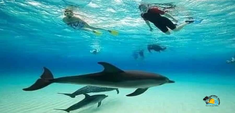 From Nungwi: Mnemba Island Dolphin Watching and Snorkeling - Why Mnemba is a strong choice for a short Zanzibar outing