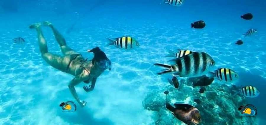 From Nungwi: Mnemba Island Dolphin Watching and Snorkeling - A fast boat ride with a few practical concerns