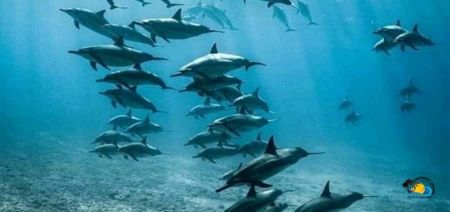 From Nungwi: Mnemba Island Dolphin Watching and Snorkeling - The 15-minute pickup from Nungwi