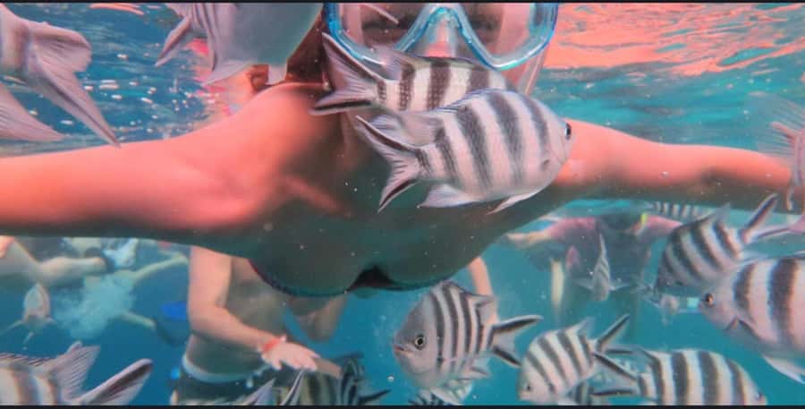 FROM NUNGWI; MNEMBA SNORKELING AND DOLPHIN TOUR - Key points at a glance