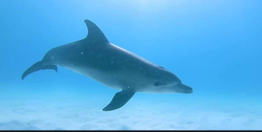 FROM NUNGWI; MNEMBA SNORKELING AND DOLPHIN TOUR - Should you book the Mnemba tour?