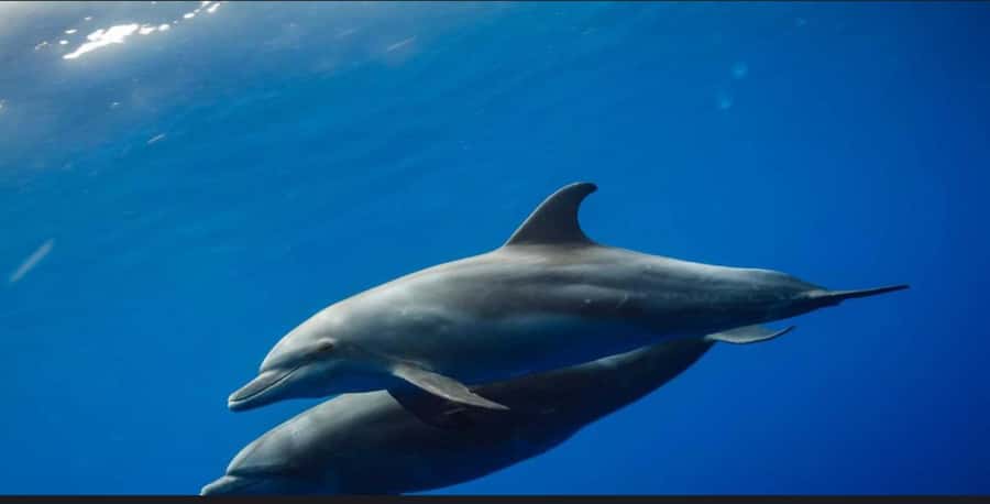 FROM NUNGWI; MNEMBA SNORKELING AND DOLPHIN TOUR - Reaching Mnemba from Nungwi