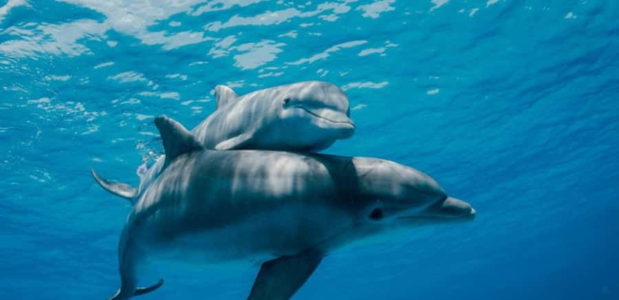 FROM NUNGWI; MNEMBA SNORKELING AND DOLPHIN TOUR - Dolphin watching in open water