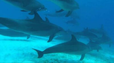 FROM NUNGWI; MNEMBA SNORKELING AND DOLPHIN TOUR