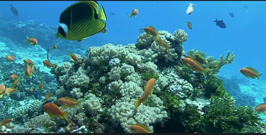 FROM NUNGWI; MNEMBA SNORKELING AND DOLPHIN TOUR - Languages, guides, and practical preparation