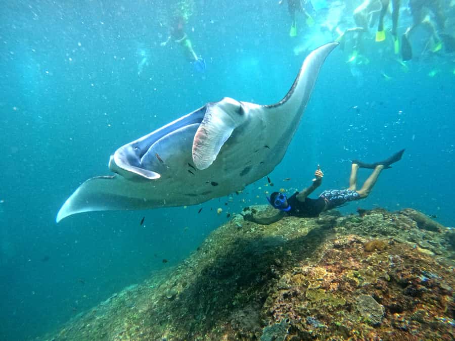 From Nusa Penida: 3 Spots Snorkeling Tour with Manta Rays - Starting at Toyapakeh Harbour
