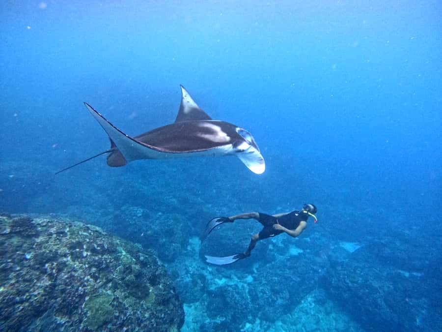 From Nusa Penida: 3 Spots Snorkeling Tour with Manta Rays - Manta Bay: the reason most people book