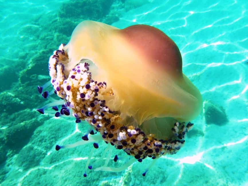From Olbia: Dinghy Tour with Snorkeling to Tavolara Island - Is $77 a fair price?