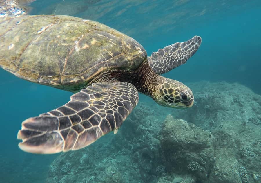 From Pattaya: Snorkeling or Beginner Scuba Diving Tour - From Pattaya hotel pickup to the boat